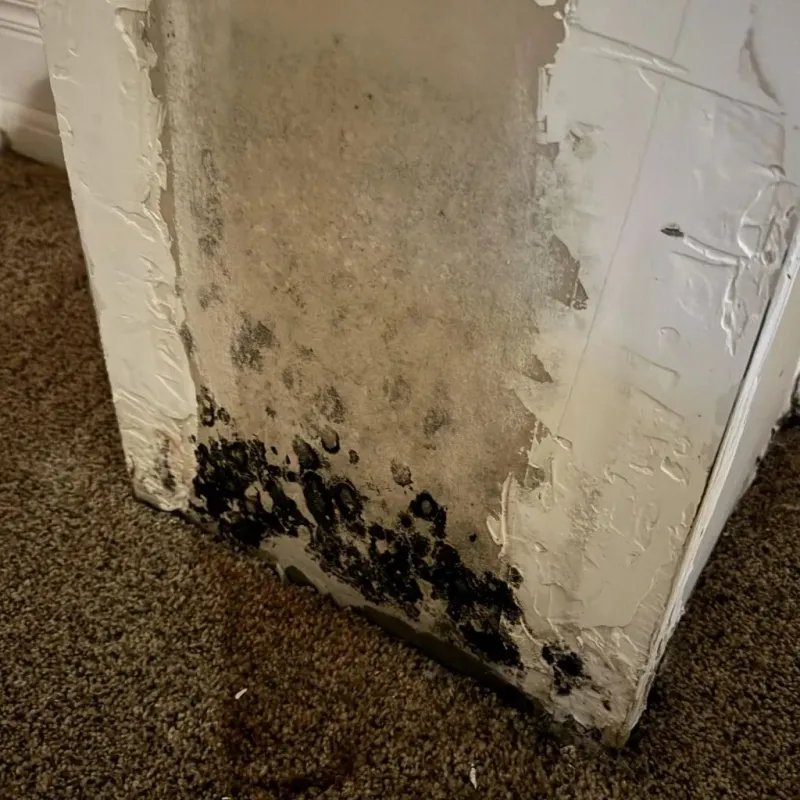 Professional Mold Removal in Leakesville, MS